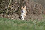 CORGI PEMBROKE 816